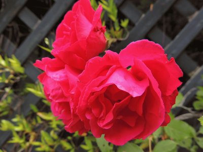 Roses jigsaw puzzle