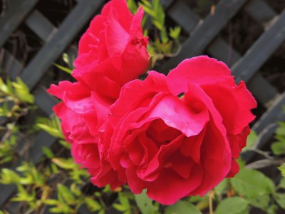 פאזל של Roses