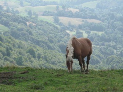 cheval jigsaw puzzle