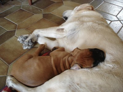 un labrador et un bÃ©bÃ© boxer