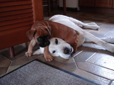 labrador et bÃ©bÃ© boxer