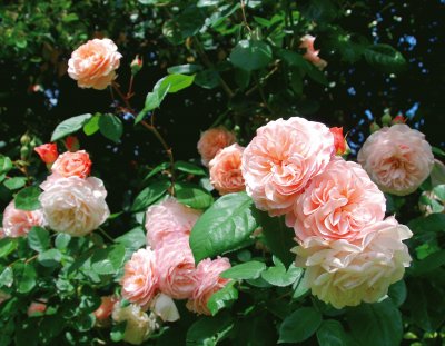 Roses jigsaw puzzle