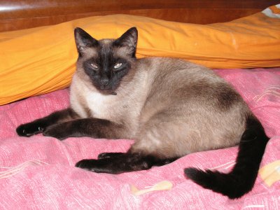 mon chat Ramses