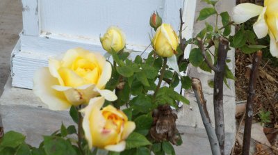 Yellow Roses