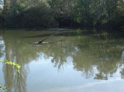 bords du Loir: un crocodile !