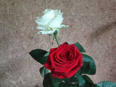 roses