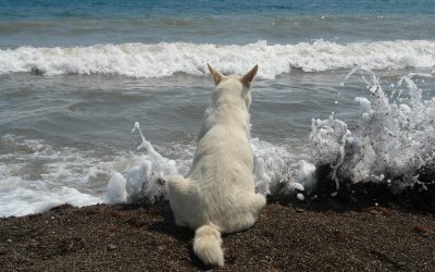 פאזל של CÃ£o na praia