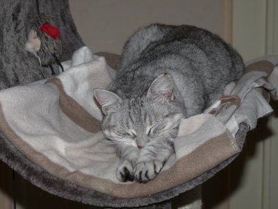 chat