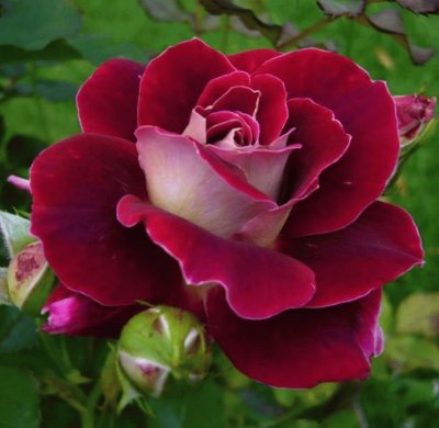 פאזל של fleurs: rose