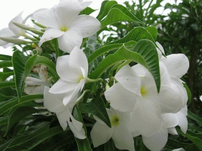 fleurs: frangipanier