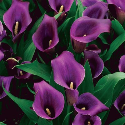 fleurs: arums