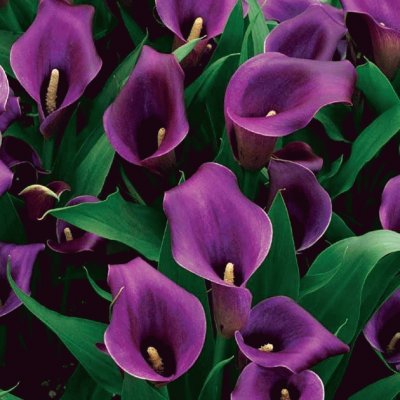 fleurs: arums jigsaw puzzle