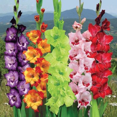 fleurs: glaieuls jigsaw puzzle