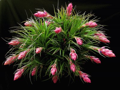 פאזל של Tillandsia stricta