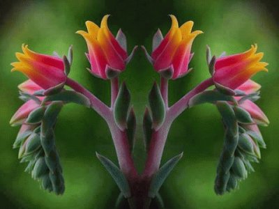 fleurs