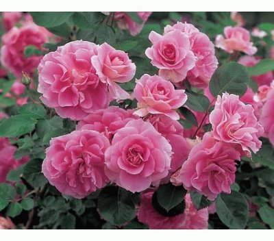 fleurs: roses