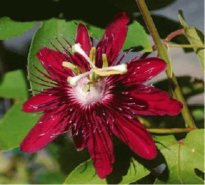 fleur: passiflore