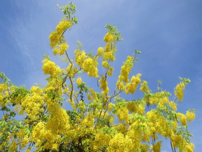 é»ƒé‡‘é›¨èŠ±