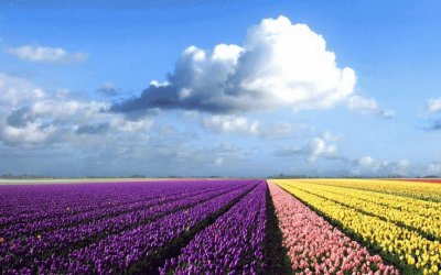 Tulips from the Netherlands
