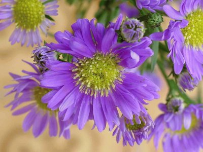Purple Flowers