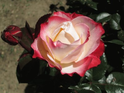 פאזל של rose