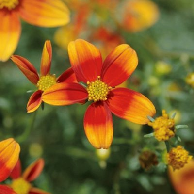bidens