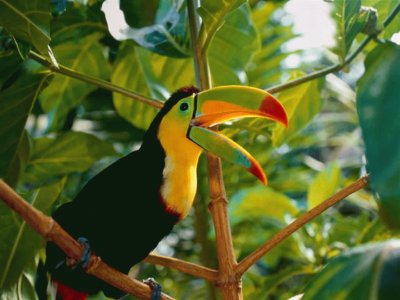 Tucan jigsaw puzzle