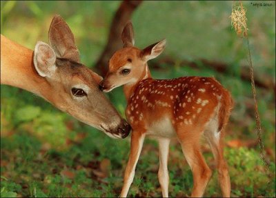 animaux: biche et son faon