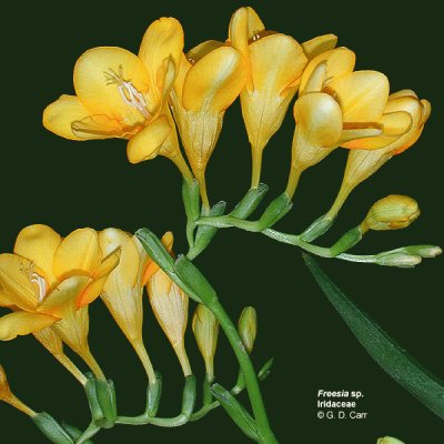 fleurs: freesias