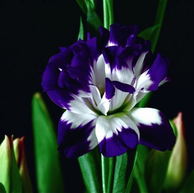 fleurs: lysianthus