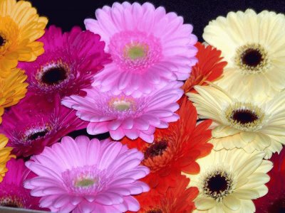 פאזל של fleurs: gerberas