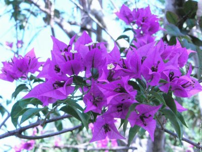 פאזל של fleurs: bougainvillier