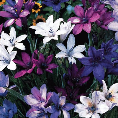 fleurs: babianas jigsaw puzzle