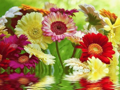 fleurs: gerberas