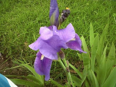 פאזל של FLORES  COLOMBIANAS