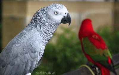 פאזל של Parakeets