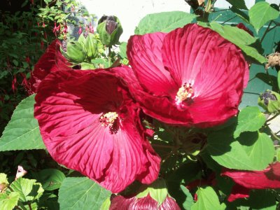 fleurs ?