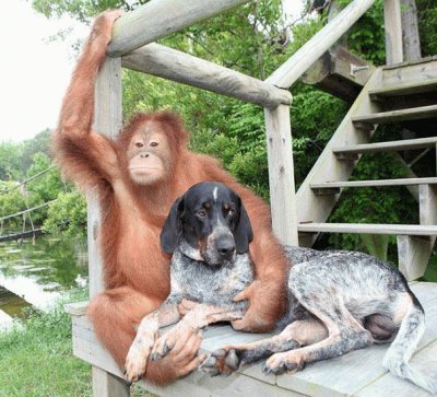 פאזל של singe et chien