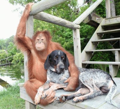 singe et chien