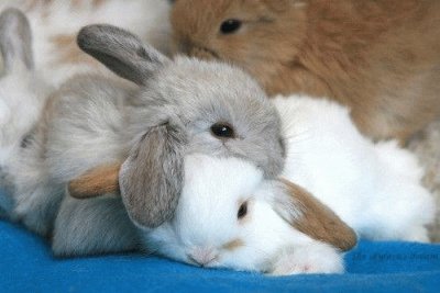פאזל של lapins