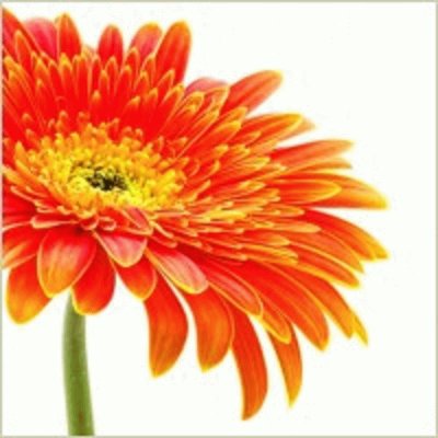 flower 3 jigsaw puzzle