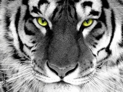 cara de tigre