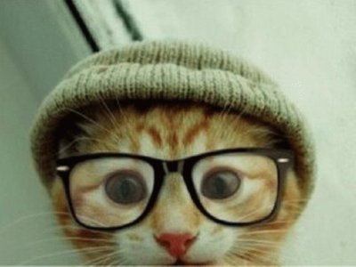 gatito con lentes