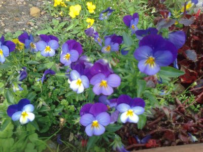 flores violeta