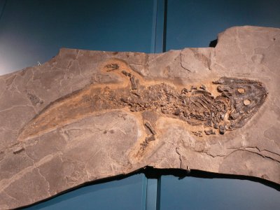 Fossil museum Gaspese penninsula