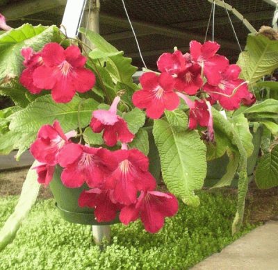 streptocarpus