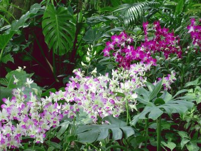 fleurs: orchidÃ©es