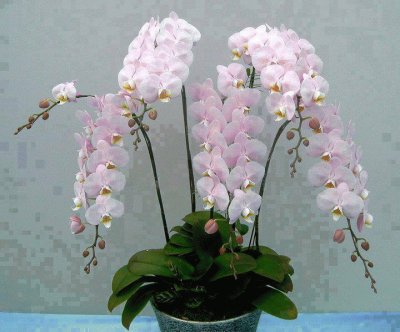 fleurs: orchidÃ©es