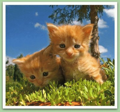 Gatinhos jigsaw puzzle