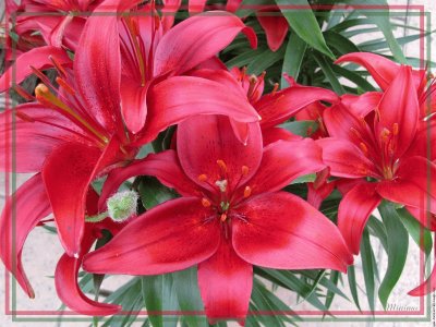 fleurs